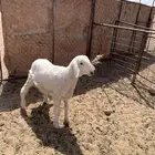 خروف ذبيحه فل شحم
