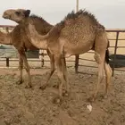قعدان قصب