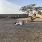 وز بلدي للبيع