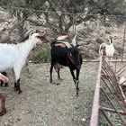 20 عنز للبيع الموقع سبت العلايه