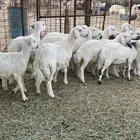 رخال حريات