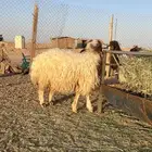 ذبايح