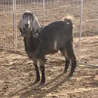 عنز عرضيه طيبه