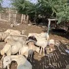 ضان العدد 22 دوار فيها القرايب وفيها البعيده