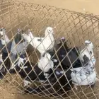 حمام
