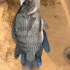 سمك بلطي