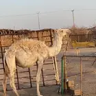 قعود للبيع في بيشة