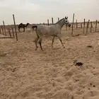 لبيع مهره شعبيه