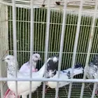 حمام باكستاني فيه بيور وكراس