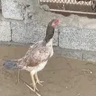 دجاجه باكستاني