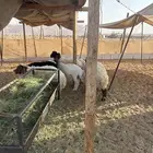 للبيع ذبايح طيبه
