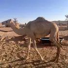 بكار 2