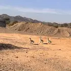 وز للبيع ذكر عراقي ومه عاديه ونثا عاديه ومعهن فرخ