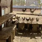 دجاج