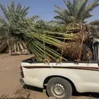 نخيل لبيع
