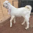 تيس ابيض فاخر