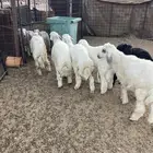 طليان حريه