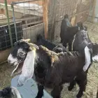 اعرض لكم تيس طيب