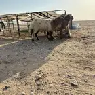 خرفان للبيع سمح