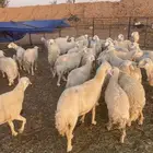 حريات للبيع ولد ودفيع 40 راس