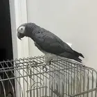 السلام عليكم