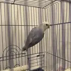 طير روز للبيع ع السوم