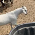 اثنين تيوسه بيشيات