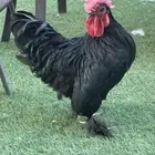 ديك الكوشن العملاق