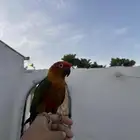 للبيع كنيور اليف جدا