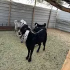 تيس عارضي للبيع