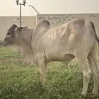 عجل بلدي