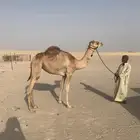 للبيع يكره حقة سهيل