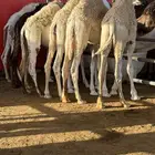 توفير حشو واغنام المناسبات