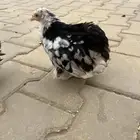 فروخ دجاج كوشن