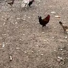 ديوك بلدي وديك رومي