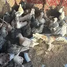 حمام زينه مفتل