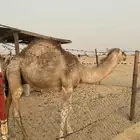 قعود عمره فوق 7 شهور