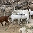 معزى عوارض وبيشيات