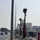 توريد نخل زينه واشنطن