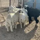طليان