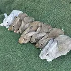 ارانب شنشيلا عملاق ( تم البيع)