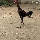 ديك