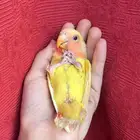 طير روز اليف هدد نشبهه مناسب للاطفال و الكبار