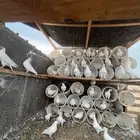 حمام فرنسي جامبو