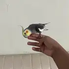 جوز كروان منتج اليف الذكر (تم البيعع)