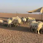 غنم حري