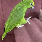 بغبغاء