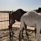 قعدان قصب طيبه