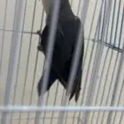 روز