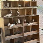 حمام عبسي بلغاري